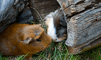 Zwei Meerschweinchen